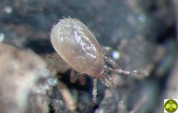 Beneficial Stratioforce (Entomite-M)